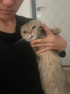 Zolotiataya shinahilla