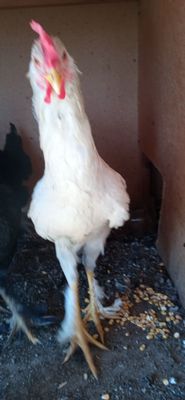 Joja Xoroz tovuqlar sotiladi