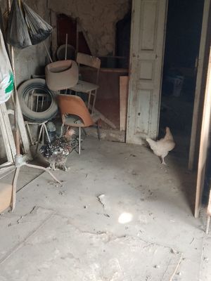 Tovuqlar sotiladi.