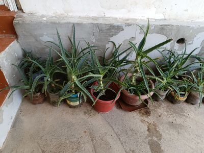 Xona gullari, aloylar, donasi 30 mindan, soglom