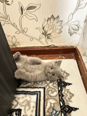 Продаеться котик