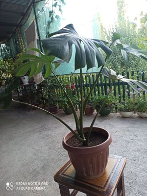 Продается монстера