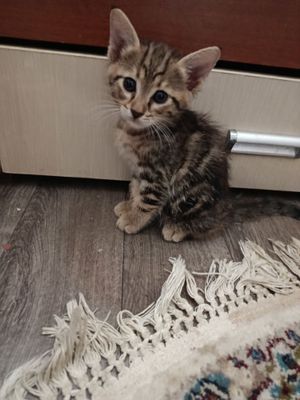 Пристраиваются котята в добрые руки