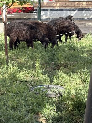 Qochqor va qoy xisori va jaydari bekor chilar tel kimasin