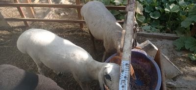 Куйлар сотилади срочно казоки