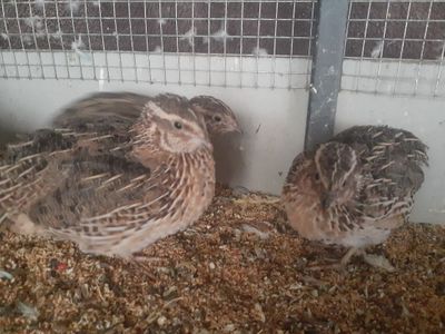 Bedona tuxumga tayyor