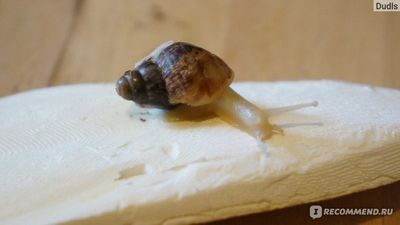 Ulitkalar uchun sepiya kaltsiy manbayi