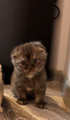 Продается Фолд