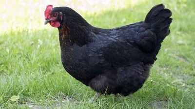 Qora shaxzoda tuxumi sotiladi toza chatishmagan