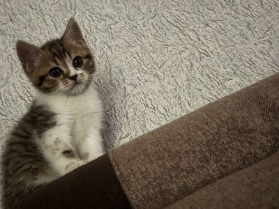 Породистая кошка