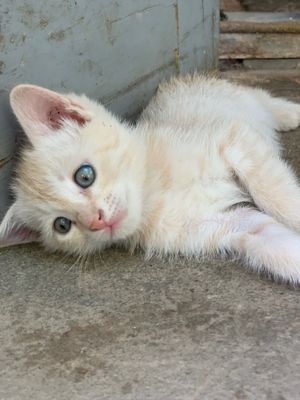 Котенок, 1,5 месяца