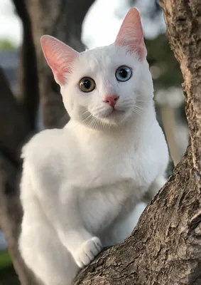 Khao Manee (Khao Plort yoki olmos ko'zli mushuk)