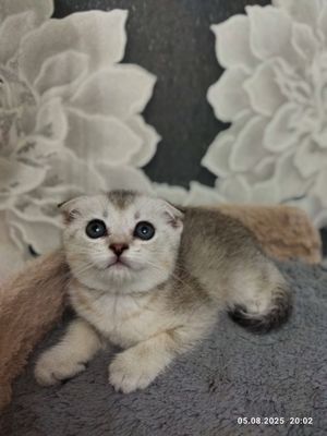 Продаются котята