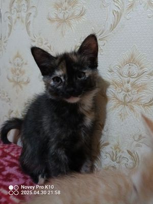 Отдам котят в добрые руки породистые