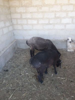 Ona bola qoy sotiladi