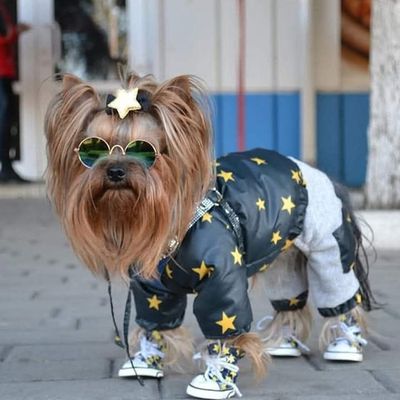 Вязка мини Йорка