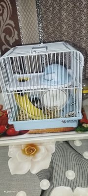5 Джунгарских Хомяков продаются!