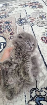 Продается котенки британка вислаухая