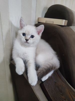 Britanskiy shinshila