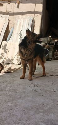 немецкий авчарка