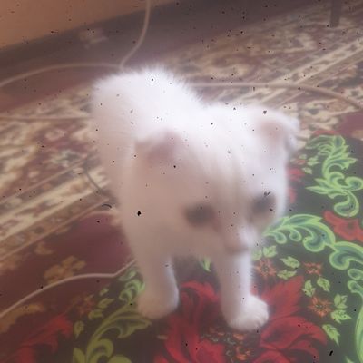 мушик