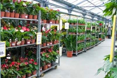 Растения оптом и в розницу по лучшей цене для офисов в горшках