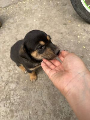 Xadiya. Taksa paroda