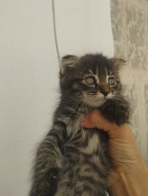 Пародали мушук бор