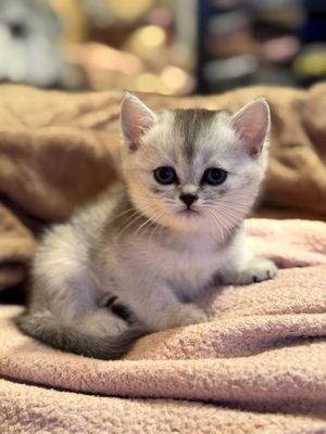 Котята породы Хайленд, окрас серебристая шиншилла