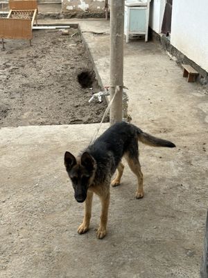 немецкая овчарка