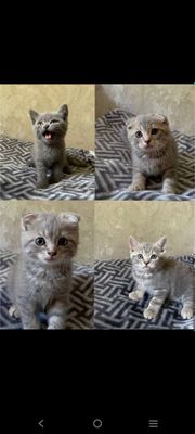 Продаются котята Британец Шатланец