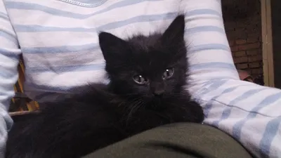 Отдам котёнка в добрые руки