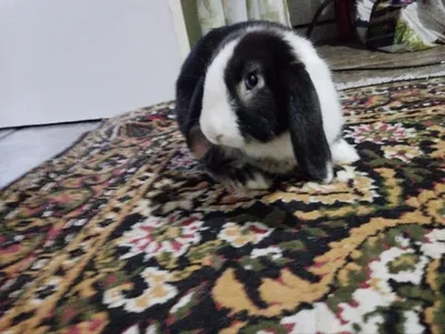 quyon sotiladi dekarativni