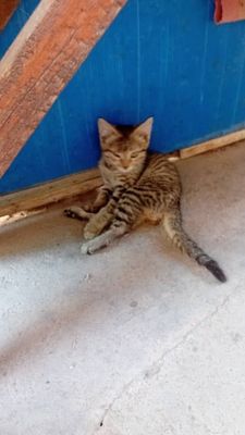 Отдаются в добрые заботливые ручки котята