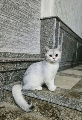 кошки