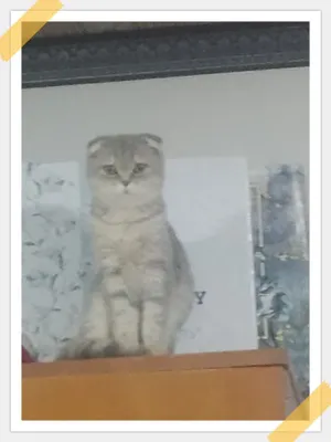 Sotiladi 1 yoshdan oshgan 500min