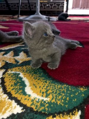 мушукчалар сотилади