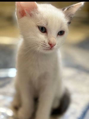Мушик болас сотилад