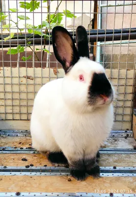 Самцы Калифорнийской породы. Куён/ quyon/ қуён/ самец