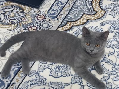 Кошка страйт 4 месац
