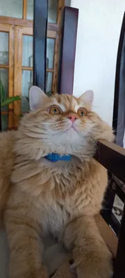 Британская длинношерстная порода / только в хорошие руки