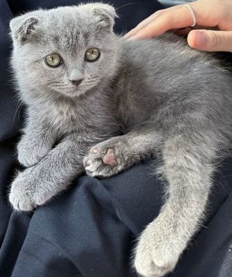 Британская вислоухая котенок 3 месяца