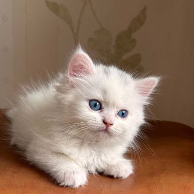 Срочно продаются котята породы Скоттиш Фолд