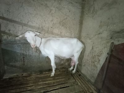 Echki sotiladi zotli