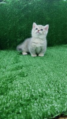 Продается котёнок маечкин