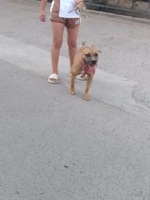 Pitbul sotiladi ayol