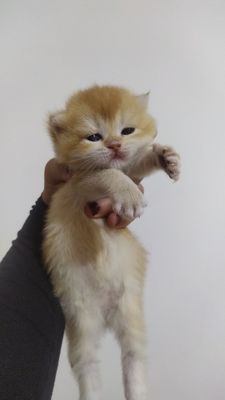 Zalatoy shinshla qizcha sotiladi toza qon ota onasi toza qon