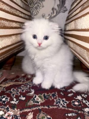 Шотландские шиншило вислоуха и страек шиккорние редкие окроз