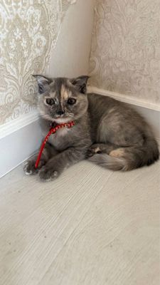Кошка! Яхши боқилган! Уй мушуклари.