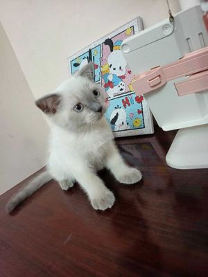 Продается котик.